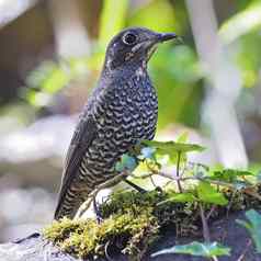 女chestnut-belliedrock-thrush