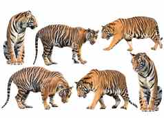 孟加拉老虎孤立的集合
