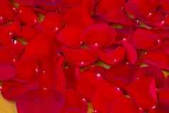 红色的玫瑰花瓣