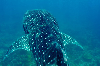 鲸鱼<strong>鲨鱼</strong>游泳水晶清晰的蓝色的水域马尔代夫