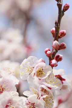 梅子日本梅花