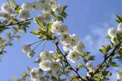 小白色树花朵
