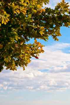 年轻的橡木树秋天颜色
