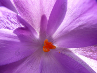 紫色的花瓣