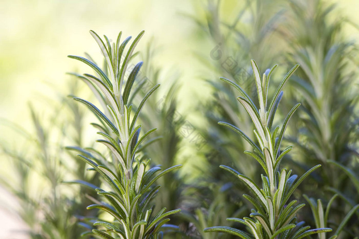 新鲜的迷迭香迷迭香属officinalis