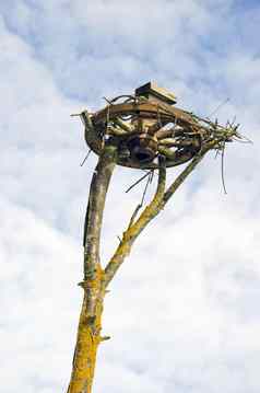 马车轮树鹳巢