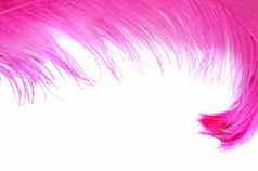 粉红色的美丽的羽毛孤立的白色