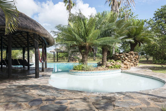 热带游泳池棕榈树