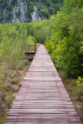 木桥红树林植树造林
