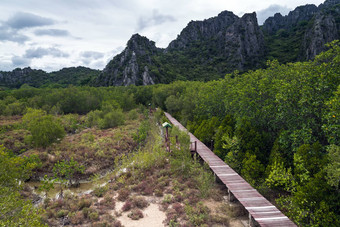 木桥红树林<strong>植树造林</strong>