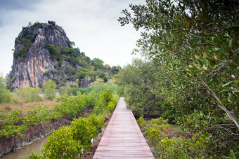 木桥红树林<strong>植树造林</strong>