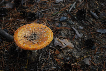 单橙色蘑菇