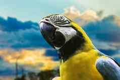 蓝色的黄色的金刚鹦鹉潘塔纳尔巴西