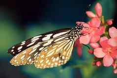 美丽的蝴蝶坐着花古董语气风格