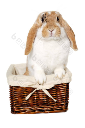 兔子坐着篮子