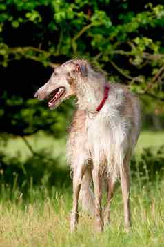 水浸泡borzoi