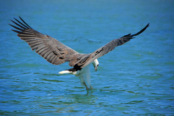 white-bellied<strong>海</strong>鹰狩猎朗考岛马来西亚