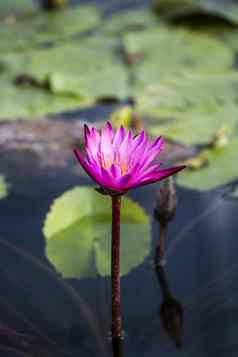 莲花水莉莉花