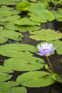 莲花水莉莉花