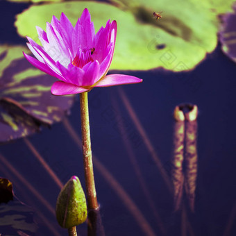 莲花水莉莉花