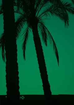 棕榈树翡翠绿色晚上天空