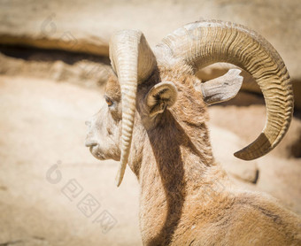 沙漠大角羊羊