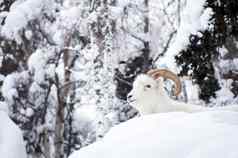 阿拉斯加本地的动物野生动物(羊休息铺设新鲜的雪