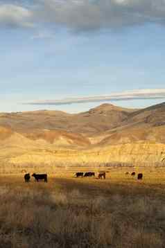 牛放牧牧场牲畜农场动物西方山景观