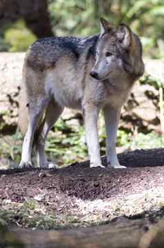 站北美国木材狼野生动物