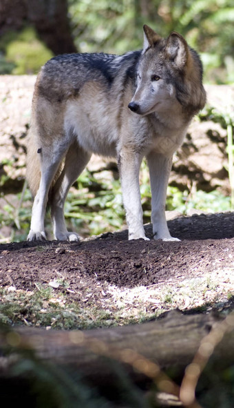 站北美国木材狼野生动物
