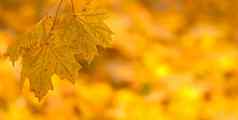 橙色秋天叶子背景浅焦点