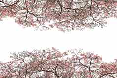 粉红色的小号树孤立的白色背景