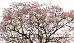 粉红色的小号树孤立的白色背景