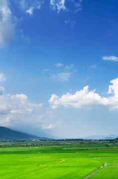 绿色农场蓝色的天空白色云