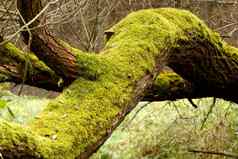 明亮的绿色莫斯苔藓植物树树干