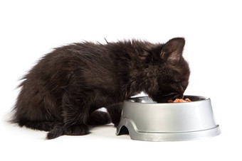 黑色的小猫吃猫食物白色背景