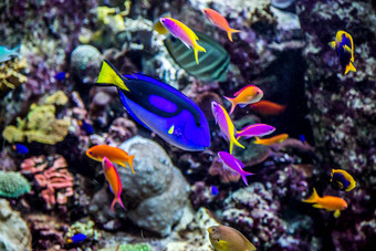水族馆热带鱼珊瑚礁