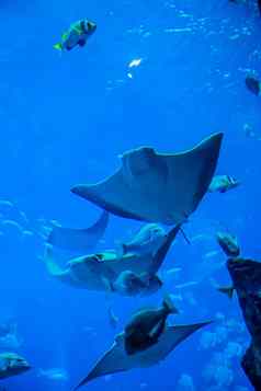 黄貂鱼鱼水族馆热带鱼珊瑚礁