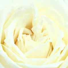 白色玫瑰纹理