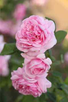 粉红色的玫瑰花植物