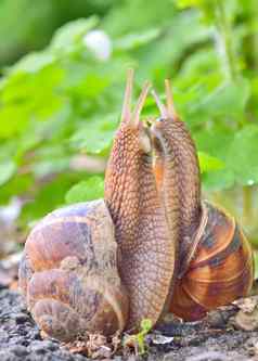 爱蜗牛