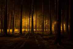 黑暗可怕的森林