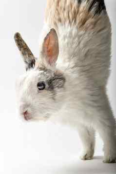 兔子白色