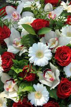 兰花兰花红色的玫瑰白色Gerberas
