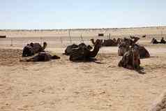 骆驼撒哈拉沙漠沙漠