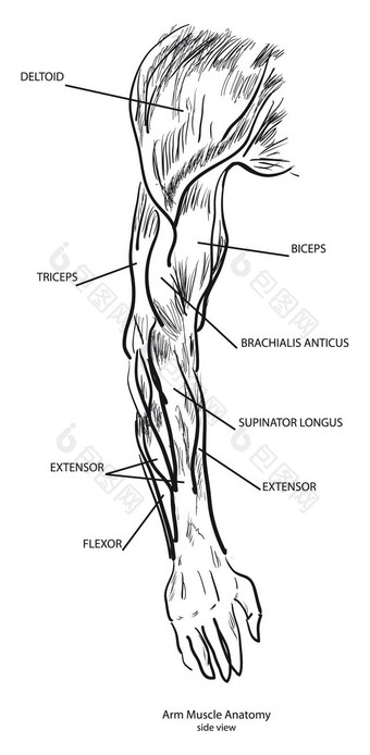手臂<strong>肌肉解剖</strong>学
