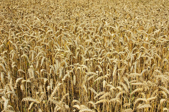 小麦场结构