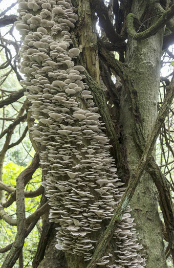 树完整的蘑菇真菌