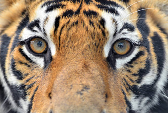 孟加拉老虎眼睛