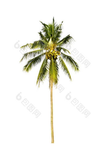 椰子树隔离白色背景
